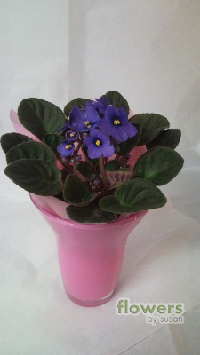 African Violet Vase